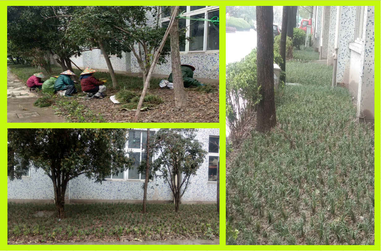 種植綠化，美化壞境